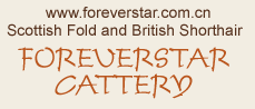 foreverstar cattery scottish fold british shorthair